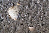 Small shore crab (Carcinus maenas), Wadden Sea National Park, Schleswig Holstein, Germany [IBR123773521]