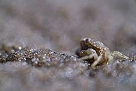 Small shore crab (Carcinus maenas), Wadden Sea National Park, Schleswig Holstein, Germany [IBR123773526]