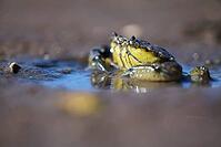 Shore crab (Carcinus maenas), Wadden Sea National Park, Schleswig Holstein, Germany [IBR123773527]