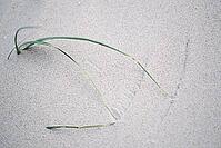 European Marram Grass (Ammophila arenaria), dunes, St.Peter Ording, Wadden Sea National Park, Schleswig Holstein, Germany [IBR123773528]