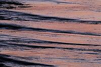 Wadden in Tümlau Bay, Wadden Sea National Park, Schleswig-Holstein, Germany [IBR123773529]