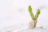 Common marsh samphire (Salicornia europaea), St.Peter Ording, Wadden Sea National Park, Schleswig Holstein, Germany [IBR123773531]