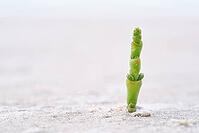 Common marsh samphire (Salicornia europaea), St.Peter Ording, Wadden Sea National Park, Schleswig Holstein, Germany [IBR123773532]