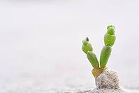 Common marsh samphire (Salicornia europaea), St.Peter Ording, Wadden Sea National Park, Schleswig Holstein, Germany [IBR123773533]