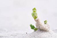 Common marsh samphire (Salicornia europaea), St.Peter Ording, Wadden Sea National Park, Schleswig Holstein, Germany [IBR123773534]