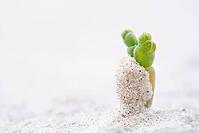 Common marsh samphire (Salicornia europaea), St.Peter Ording, Wadden Sea National Park, Schleswig Holstein, Germany [IBR123773535]