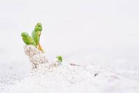 Common marsh samphire (Salicornia europaea), St.Peter Ording, Wadden Sea National Park, Schleswig Holstein, Germany [IBR123773536]