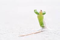 Common marsh samphire (Salicornia europaea), St.Peter Ording, Wadden Sea National Park, Schleswig Holstein, Germany [IBR123773537]