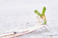 Common marsh samphire (Salicornia europaea), St.Peter Ording, Wadden Sea National Park, Schleswig Holstein, Germany [IBR123773538]