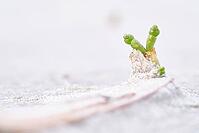 Common marsh samphire (Salicornia europaea), St.Peter Ording, Wadden Sea National Park, Schleswig Holstein, Germany [IBR123773539]