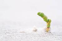 Common marsh samphire (Salicornia europaea), St.Peter Ording, Wadden Sea National Park, Schleswig Holstein, Germany [IBR123773540]