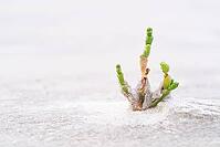 Common marsh samphire (Salicornia europaea), St.Peter Ording, Wadden Sea National Park, Schleswig Holstein, Germany [IBR123773542]