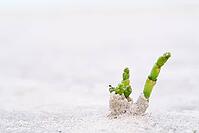 Common marsh samphire (Salicornia europaea), St.Peter Ording, Wadden Sea National Park, Schleswig Holstein, Germany [IBR123773544]