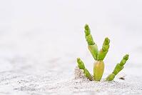 Common marsh samphire (Salicornia europaea), St.Peter Ording, Wadden Sea National Park, Schleswig Holstein, Germany [IBR123773545]