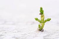 Common marsh samphire (Salicornia europaea), St.Peter Ording, Wadden Sea National Park, Schleswig Holstein, Germany [IBR123773546]
