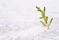 Common marsh samphire (Salicornia europaea), St.Peter Ording, Wadden Sea National Park, Schleswig Holstein, Germany [IBR123773547]