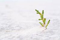 Common marsh samphire (Salicornia europaea), St.Peter Ording, Wadden Sea National Park, Schleswig Holstein, Germany [IBR123773548]