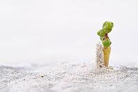 Common marsh samphire (Salicornia europaea), St.Peter Ording, Wadden Sea National Park, Schleswig Holstein, Germany [IBR123773549]