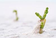 Common marsh samphire (Salicornia europaea), St.Peter Ording, Wadden Sea National Park, Schleswig Holstein, Germany [IBR123773550]