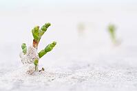 Common marsh samphire (Salicornia europaea), St.Peter Ording, Wadden Sea National Park, Schleswig Holstein, Germany [IBR123773551]