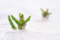 Common marsh samphire (Salicornia europaea), St.Peter Ording, Wadden Sea National Park, Schleswig Holstein, Germany [IBR123773552]