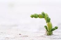 Common marsh samphire (Salicornia europaea), St.Peter Ording, Wadden Sea National Park, Schleswig Holstein, Germany [IBR123773556]