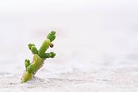 Common marsh samphire (Salicornia europaea), St.Peter Ording, Wadden Sea National Park, Schleswig Holstein, Germany [IBR123773557]