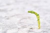 Common marsh samphire (Salicornia europaea), St.Peter Ording, Wadden Sea National Park, Schleswig Holstein, Germany [IBR123773558]