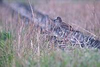 Redshank (Tringa totanus), Tümlauer Bucht, Wadden Sea National Park, Schleswig Holstein, Germany [IBR123773559]