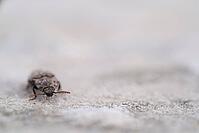 Mouse grey sand beetle (Agrypnus murinus) in the sand, St.Peter Ording, Wadden Sea National Park, Schleswig Holstein, Germany [IBR123773560]