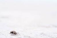 Mouse grey sand beetle (Agrypnus murinus) in the sand, St.Peter Ording, Wadden Sea National Park, Schleswig Holstein, Germany [IBR123773562]