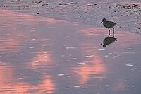 Redshank (Tringa totanus), Tümlauer Bucht, Wadden Sea National Park, Schleswig Holstein, Germany [IBR123773564]