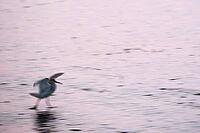 Redshank (Tringa totanus), Tümlauer Bucht, Wadden Sea National Park, Schleswig Holstein, Germany [IBR123773566]