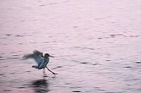 Redshank (Tringa totanus), Tümlauer Bucht, Wadden Sea National Park, Schleswig Holstein, Germany [IBR123773567]