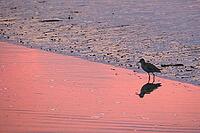 Redshank (Tringa totanus), Tümlauer Bucht, Wadden Sea National Park, Schleswig Holstein, Germany [IBR123773568]