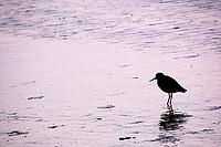 Redshank (Tringa totanus), Tümlauer Bucht, Wadden Sea National Park, Schleswig Holstein, Germany [IBR123773569]