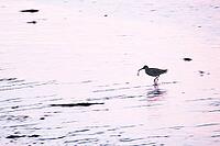 Redshank (Tringa totanus), Tümlauer Bucht, Wadden Sea National Park, Schleswig Holstein, Germany [IBR123773570]