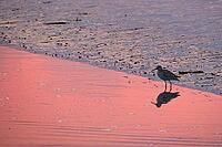 Redshank (Tringa totanus), Tümlauer Bucht, Wadden Sea National Park, Schleswig Holstein, Germany [IBR123773571]