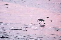 Redshank (Tringa totanus), Tümlauer Bucht, Wadden Sea National Park, Schleswig Holstein, Germany [IBR123773573]