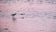 Redshank (Tringa totanus), Tümlauer Bucht, Wadden Sea National Park, Schleswig Holstein, Germany [IBR123773574]