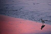 Redshank (Tringa totanus), Tümlauer Bucht, Wadden Sea National Park, Schleswig Holstein, Germany [IBR123773575]