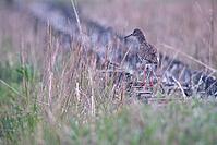 Redshank (Tringa totanus), Tümlauer Bucht, Wadden Sea National Park, Schleswig Holstein, Germany [IBR123773576]
