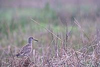 Redshank (Tringa totanus), Tümlauer Bucht, Wadden Sea National Park, Schleswig Holstein, Germany [IBR123773577]