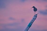 Redshank (Tringa totanus), Tümlauer Bucht, Wadden Sea National Park, Schleswig Holstein, Germany [IBR123773578]