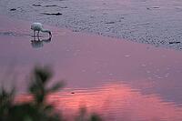 Spoonbill (Platalea leucorodia), Tümlauer Bucht, Wadden Sea National Park, Schleswig Holstein, Germany [IBR123773579]