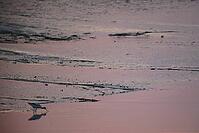 Avocet (Recurvirostra avosetta) foraging on the mudflats, Tümlauer Bucht, Wadden Sea National Park, Schleswig Holstein, Germany [IBR123773580]