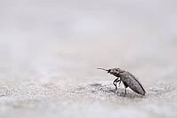 Mouse grey sand beetle (Agrypnus murinus) in the sand, St.Peter Ording, Wadden Sea National Park, Schleswig Holstein, Germany [IBR123773581]