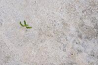 Common marsh samphire (Salicornia europaea), St.Peter Ording, Wadden Sea National Park, Schleswig Holstein, Germany [IBR123773582]