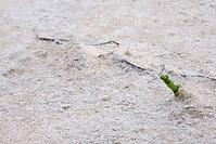 Common marsh samphire (Salicornia europaea), St.Peter Ording, Wadden Sea National Park, Schleswig Holstein, Germany [IBR123773583]