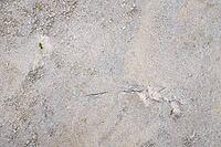 Common marsh samphire (Salicornia europaea), St.Peter Ording, Wadden Sea National Park, Schleswig Holstein, Germany [IBR123773584]